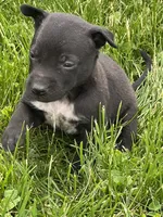 Freddy, a male Chihuahua for sale in Chesterton, IN – 1 of 4