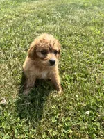 Darla, a female Yorkipoo for sale in Chesterton, IN – 4 of 4