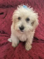 Tommy , a male Miniature Schnauzer and Poodle - Toy  for sale in Chesterton, IN – 6 of 9
