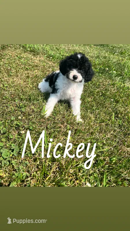 Mickey – Yorkipoo puppy for sale in Chesterton, IN