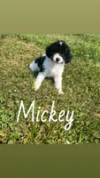 Mickey, a male Yorkipoo for sale in Chesterton, IN – 1 of 6