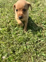 Toby, a male Dachshund and Chihuahua for sale in Chesterton, IN – 3 of 4