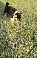 Axel, a male German Shepherd Dog and Alaskan Husky for sale in Chesterton, IN – 2 of 4