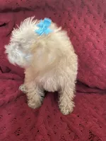 Tommy , a male Miniature Schnauzer and Poodle - Toy  for sale in Chesterton, IN – 4 of 9