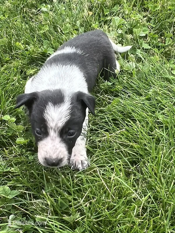 Kelly – Chihuahua puppy for sale in Chesterton, IN