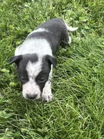 Kelly, a male Chihuahua for sale in Chesterton, IN – 1 of 5