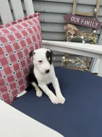 Danny, a male Border Collie for sale in Chesterton, IN – 6 of 7