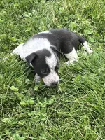Kelly, a male Chihuahua for sale in Chesterton, IN – 2 of 5
