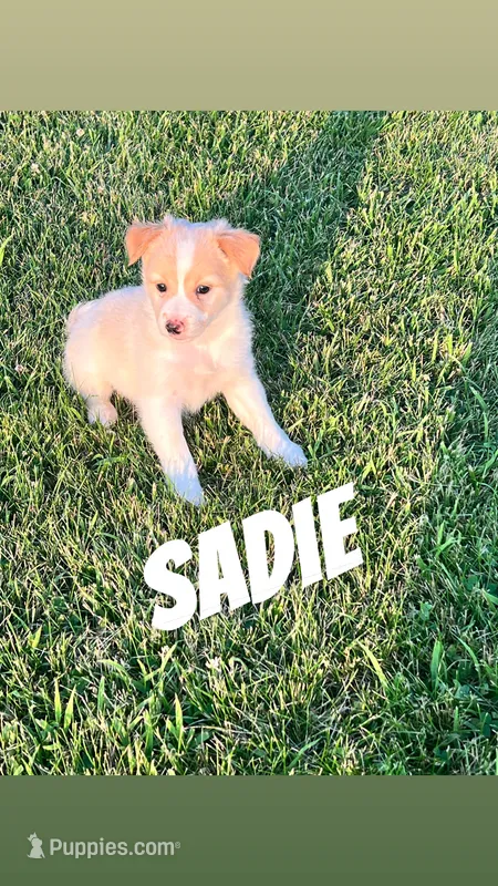 Sadie – Chihuahua, Miniature Australian Shepherd puppy for sale in Chesterton, IN