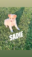 Sadie, a female Chihuahua and Miniature Australian Shepherd for sale in Chesterton, IN – 1 of 3