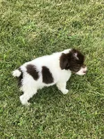 Milo, a male Goldendoodle and Labrador Retriever for sale in Chesterton, IN – 8 of 8