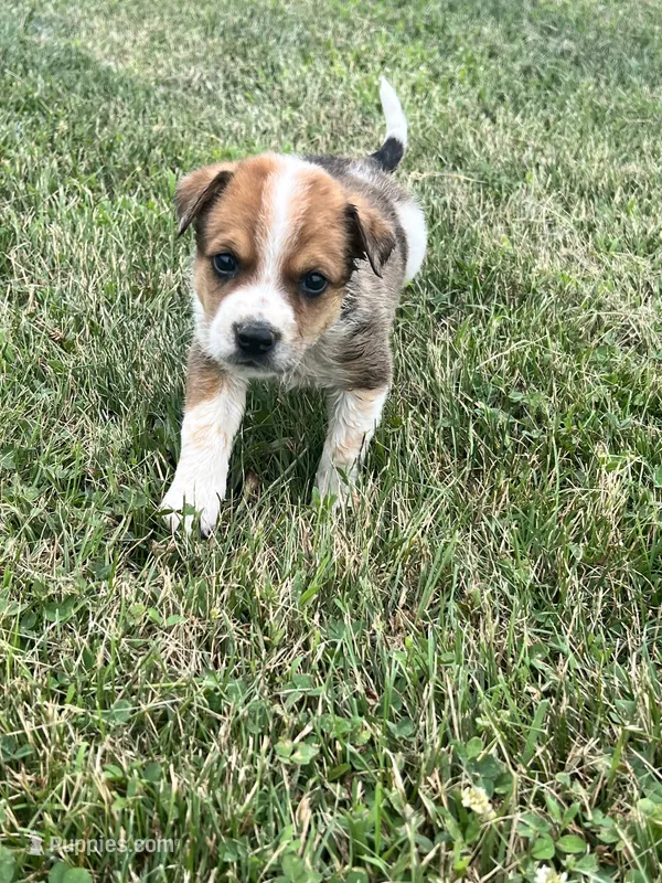 Hank – Australian Cattle Dog puppy for sale in Chesterton, IN