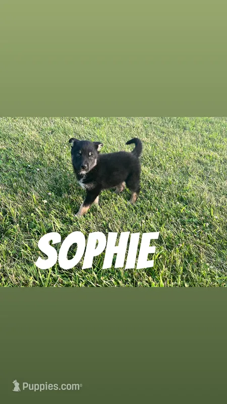 Sofia  – German Shepherd Dog, Alaskan Husky puppy for sale in Chesterton, IN