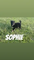 Sofia , a female German Shepherd Dog and Alaskan Husky for sale in Chesterton, IN – 1 of 4