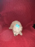 Tommy , a male Miniature Schnauzer and Poodle - Toy  for sale in Chesterton, IN – 9 of 9