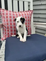 Danny, a male Border Collie for sale in Chesterton, IN – 5 of 7
