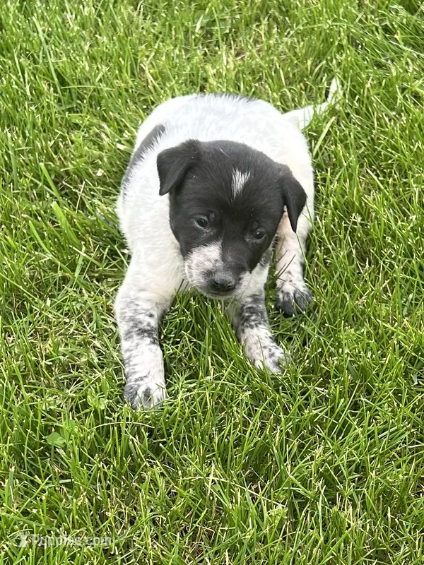 Tommy – Chihuahua puppy for sale in Chesterton, IN
