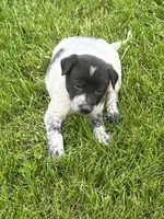 Tommy, a male Chihuahua for sale in Chesterton, IN – 1 of 3