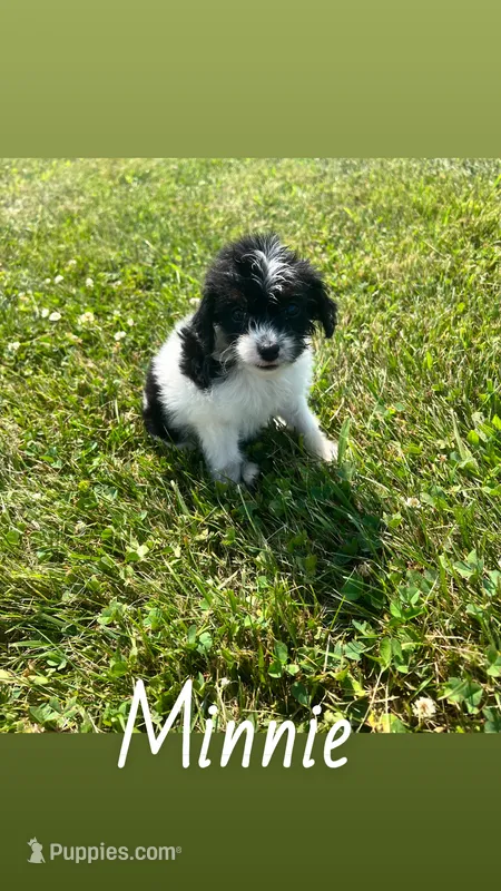 Minnie – Yorkipoo puppy for sale in Chesterton, IN