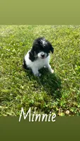 Minnie, a female Yorkipoo for sale in Chesterton, IN – 1 of 7