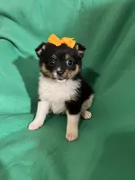 Lannie, a female Pomeranian for sale in Chesterton, IN – Photo 2 of 6