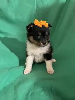 Lannie, a female Pomeranian for sale in Chesterton, IN – Photo 5 of 6