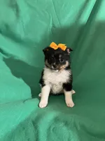 Lannie, a female Pomeranian for sale in Chesterton, IN – Photo 6 of 6