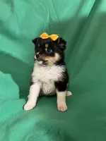 Lannie, a female Pomeranian for sale in Chesterton, IN – Photo 4 of 6