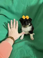 Lannie, a female Pomeranian for sale in Chesterton, IN – Photo 1 of 6