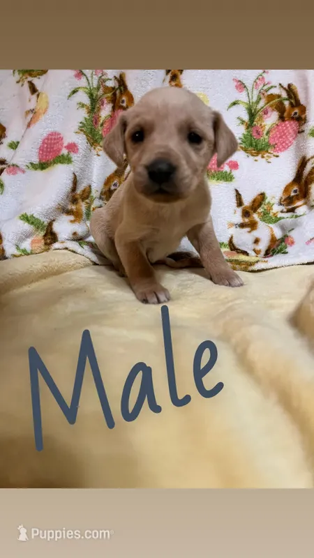 Sammy – Labrador Retriever puppy for sale in Chesterton, IN