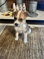 Hank, a male Australian Cattle Dog for sale in Chesterton, IN – 7 of 9