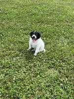 Kaiser, a male Goldendoodle and Labrador Retriever for sale in Chesterton, IN – 2 of 10