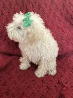 Polly, a female Miniature Schnauzer and Poodle - Toy  for sale in Chesterton, IN – 3 of 7