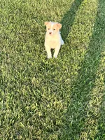Sadie, a female Chihuahua and Miniature Australian Shepherd for sale in Chesterton, IN – 3 of 3
