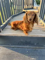 Rufus, a male Dachshund for sale in Chesterton, IN – 2 of 5
