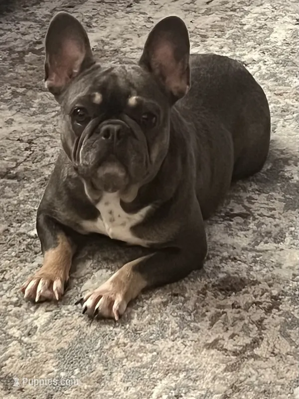 Gracie – French Bulldog puppy for sale in Chesterton, IN