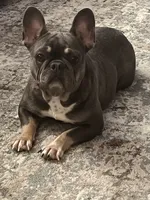 Gracie, a female French Bulldog for sale in Chesterton, IN – 1 of 2