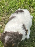 Milo, a male Goldendoodle and Labrador Retriever for sale in Chesterton, IN – 2 of 8