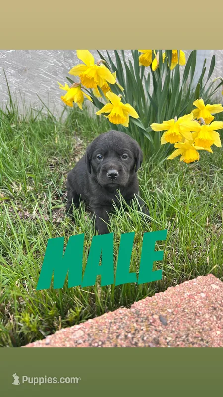 Frankie – Labrador Retriever puppy for sale in Chesterton, IN