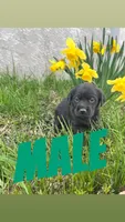 Frankie, a male Labrador Retriever for sale in Chesterton, IN – Photo 2 of 2