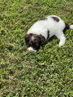 Milo, a male Goldendoodle and Labrador Retriever for sale in Chesterton, IN – 4 of 8