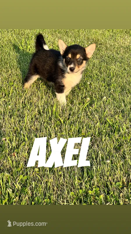 Axel – German Shepherd Dog, Alaskan Husky puppy for sale in Chesterton, IN