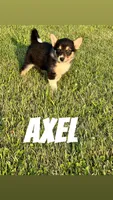 Axel, a male German Shepherd Dog and Alaskan Husky for sale in Chesterton, IN – 1 of 4