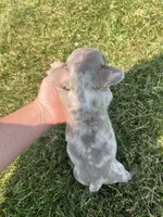 Gizmo , a male French Bulldog for sale in Chesterton, IN – 3 of 4