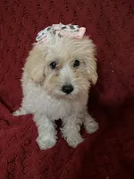 Dolly, a female Miniature Schnauzer and Poodle - Toy  for sale in Chesterton, IN – 8 of 9