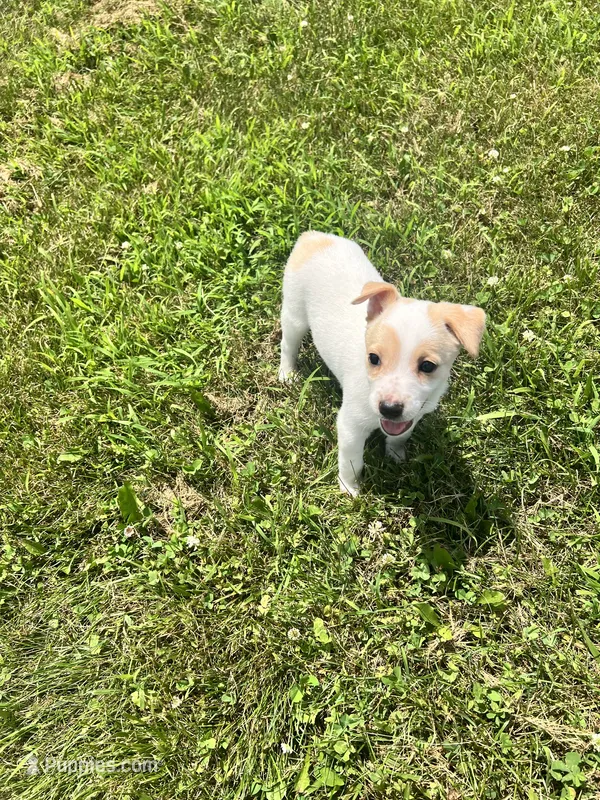 Liberty – Chihuahua puppy for sale in Chesterton, IN