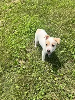 Liberty, a female Chihuahua for sale in Chesterton, IN – 1 of 3