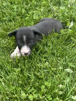 Gracy, a female Chihuahua for sale in Chesterton, IN – 3 of 6
