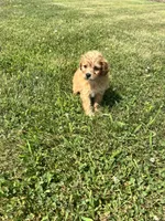 Darla, a female Yorkipoo for sale in Chesterton, IN – 3 of 4
