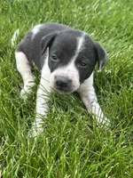 Alex, a male Chihuahua for sale in Chesterton, IN – 2 of 3